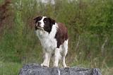 BORDER COLLIE 1491